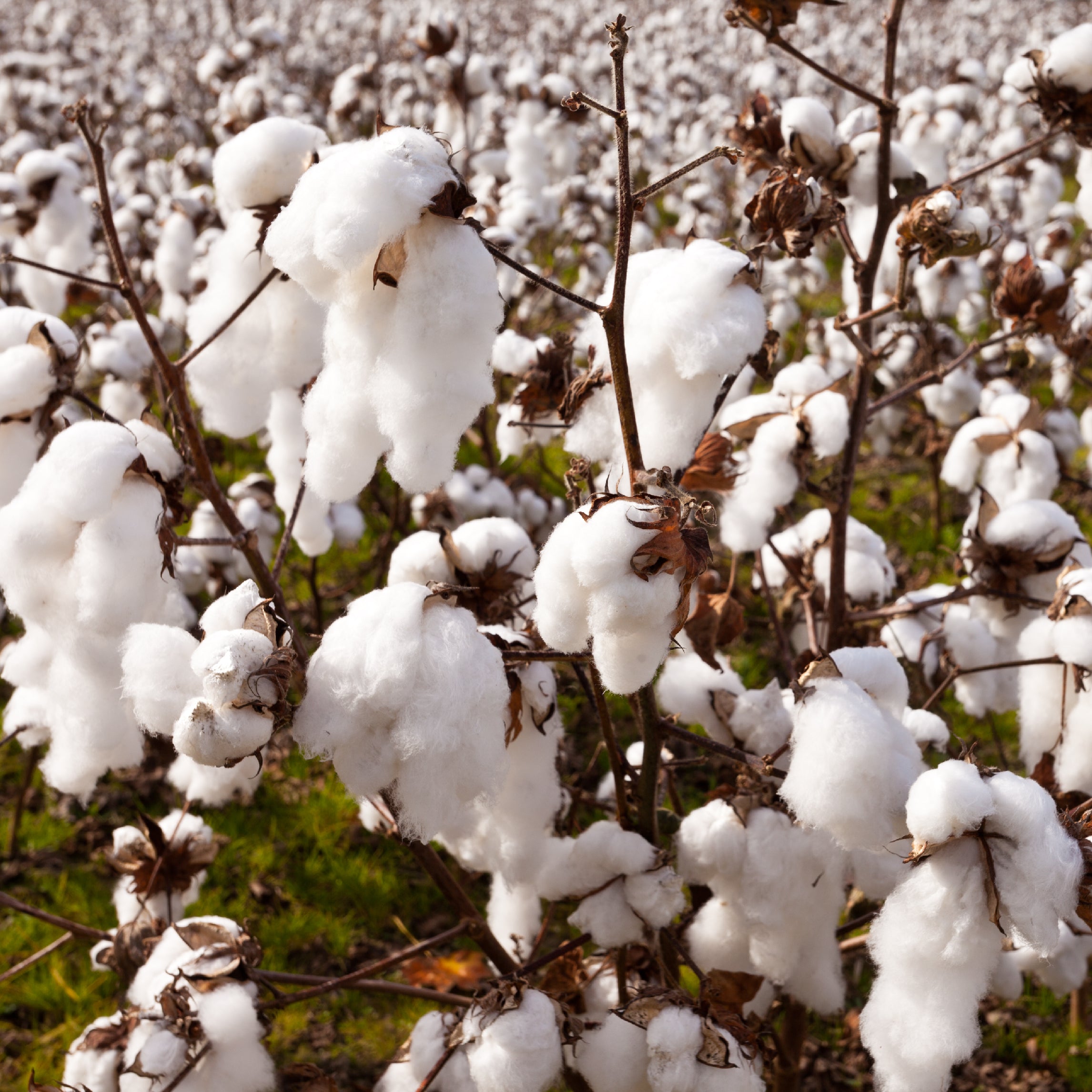Close up image of cotton plants