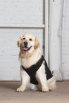 Dog Model wearing GOEX Cotton Dog Tank in Black