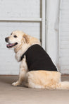 Dog Model wearing GOEX Cotton Dog Tank in Black