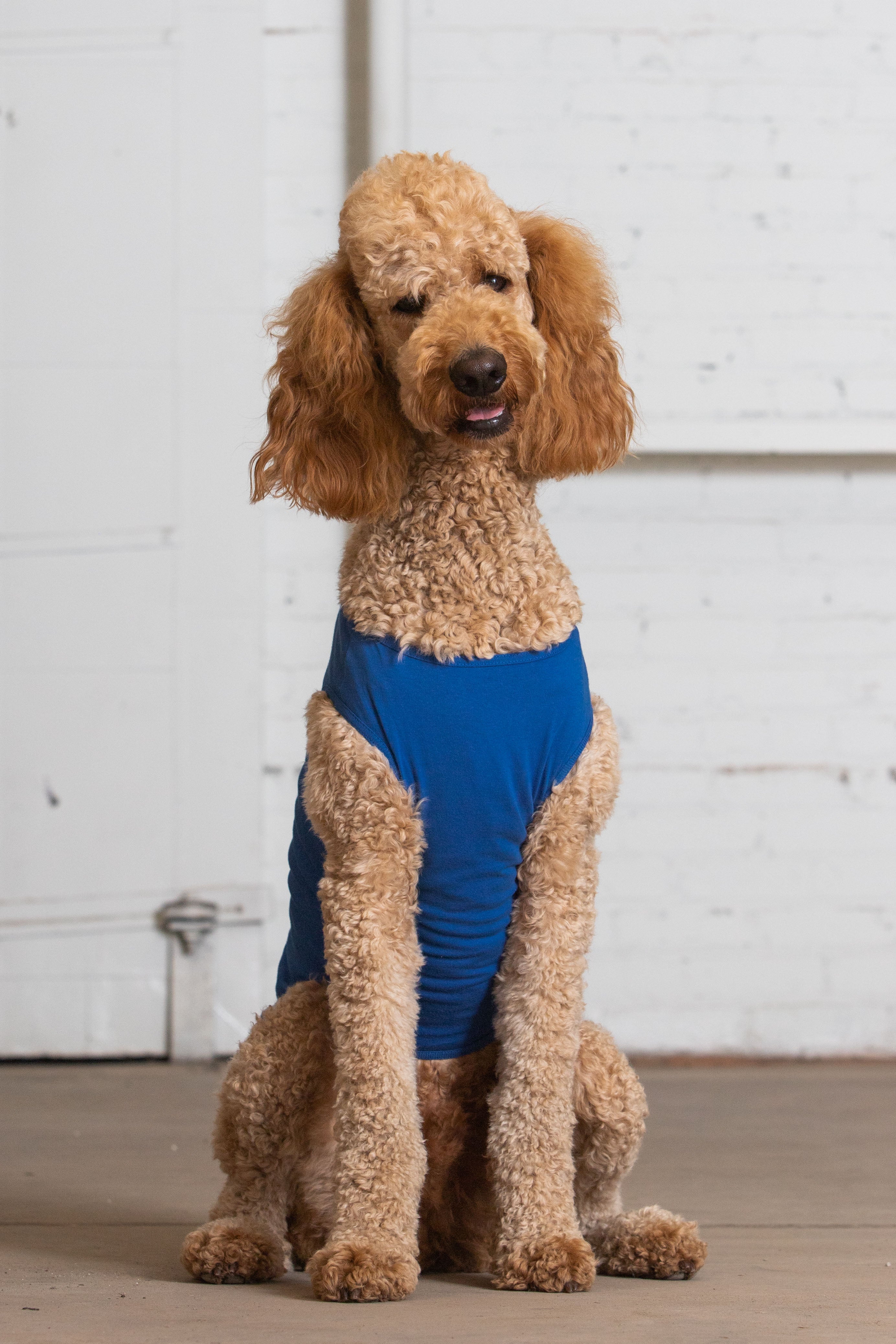 Dog Model wearing GOEX Cotton Dog Tank in Royal