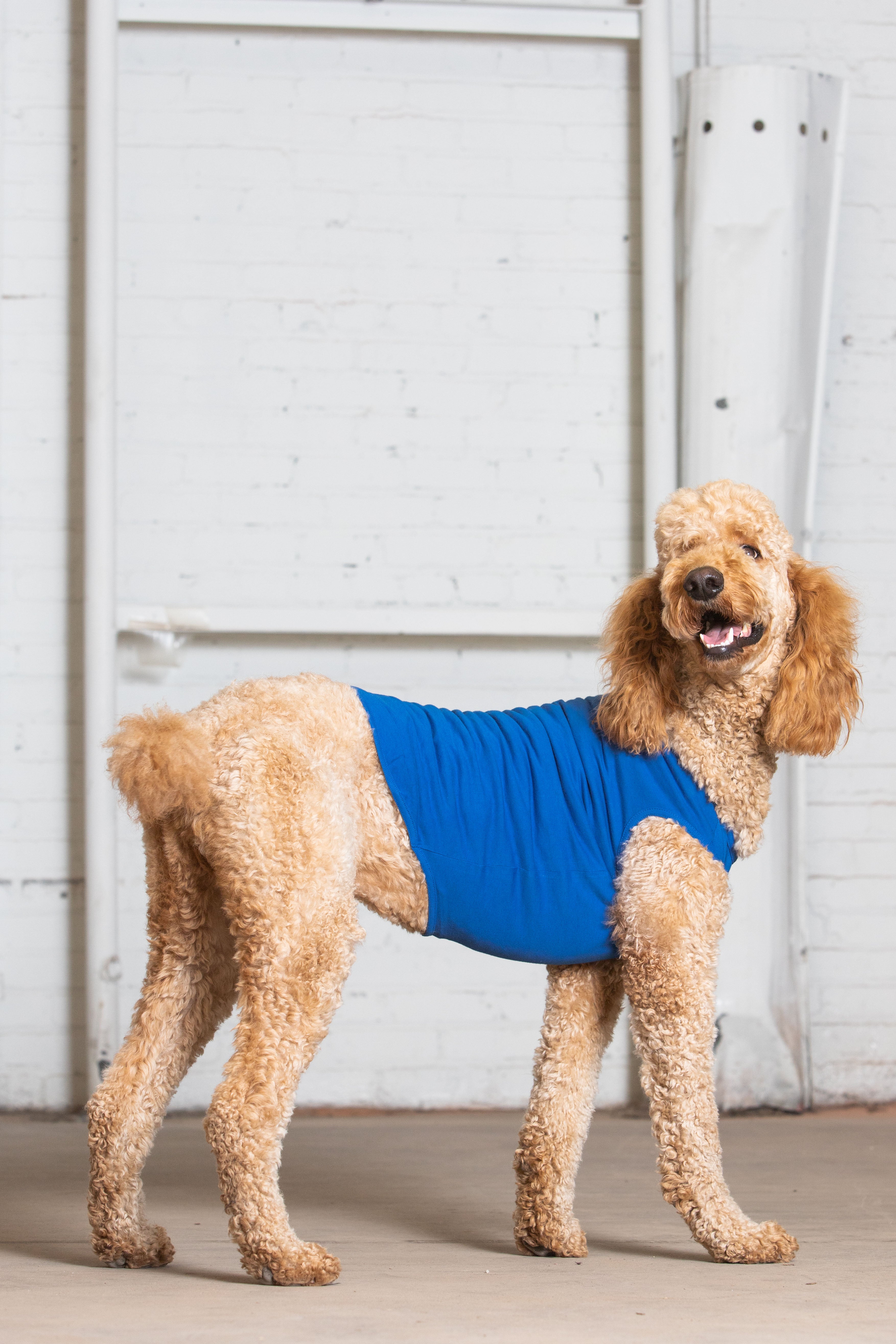 Dog Model wearing GOEX Cotton Dog Tank in Royal