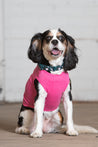 Dog Model wearing GOEX Cotton Dog Tank in Bubblegum