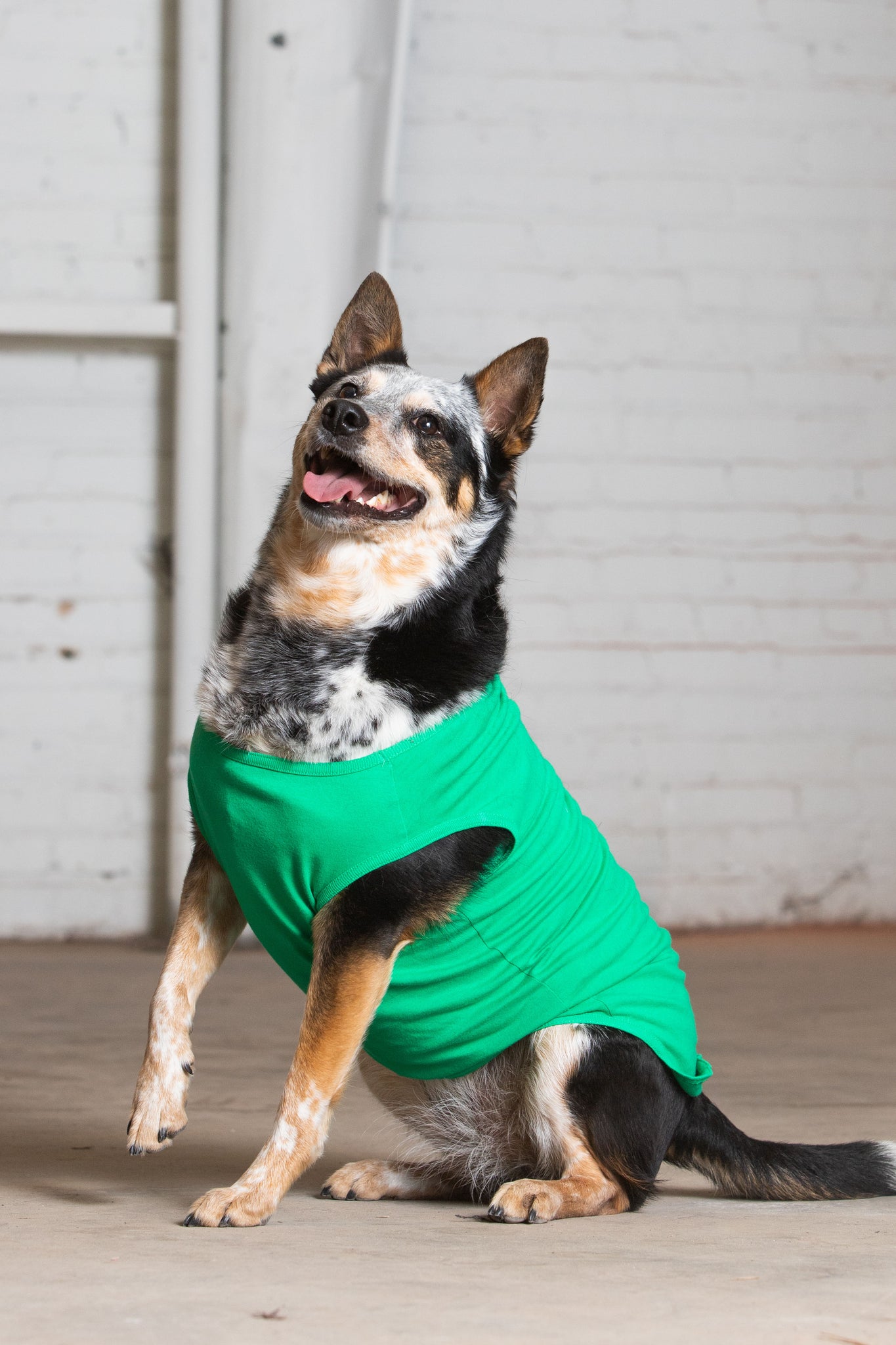 Dog Model wearing GOEX Cotton Dog Tank in Kelly Green
